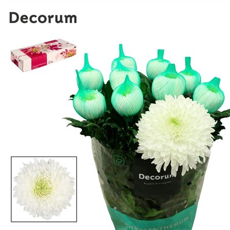 Chrysanthemum G Magnum