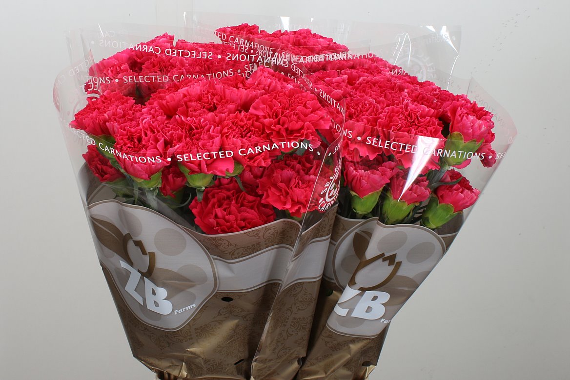 Standard Carnation - Dianthus - Bizet
