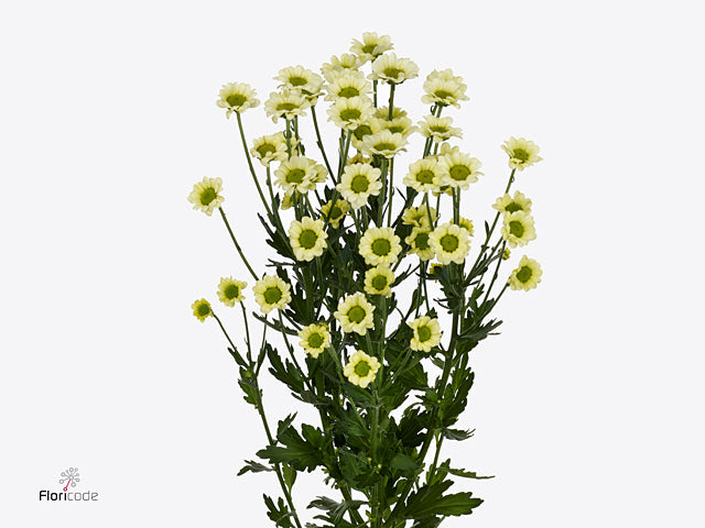 Chrysanthemum Santini Nyaka Cream