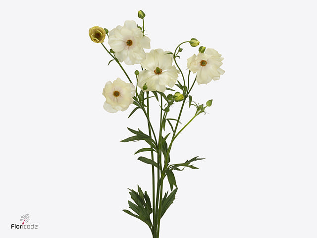 Ranunculus Butterfly Keramos