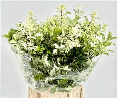 Pittosporum Nigra
