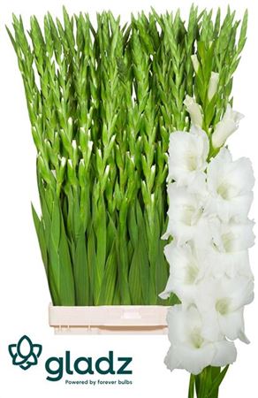 Gladioli White Wholesalers Choice