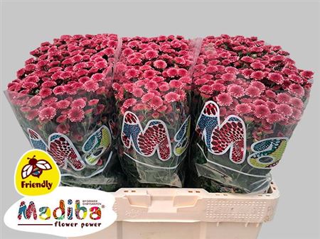 Chrysanthemum Santini Tyolo Cherry