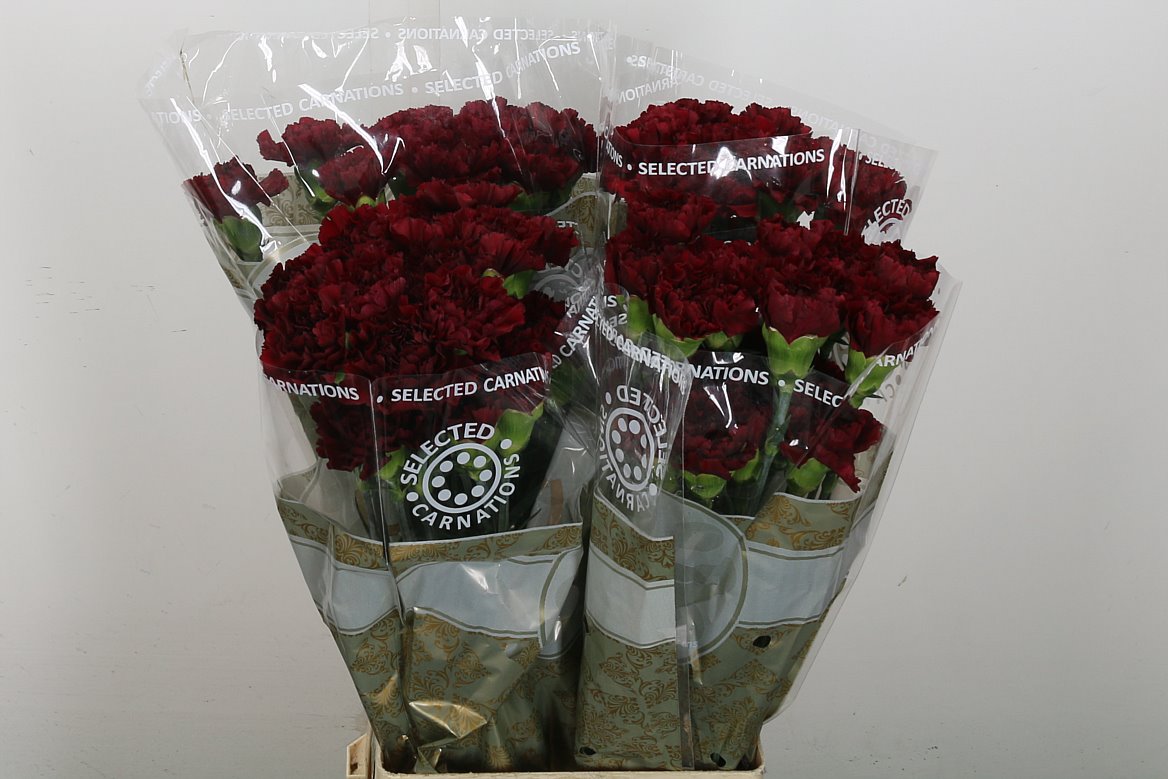Carnation - Dianthus - Zurigo