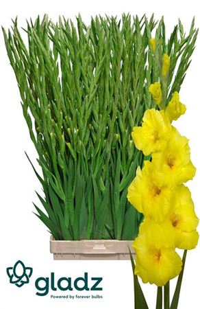 Gladioli Yellow Wholesalers Choice