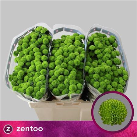 Chrysanthemum Santini Country