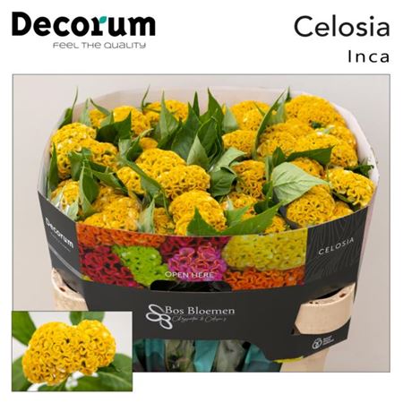 Celosia Act Inca