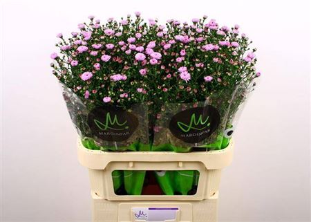 Aster Double Pink