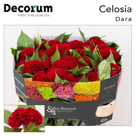Celosia Act Dara