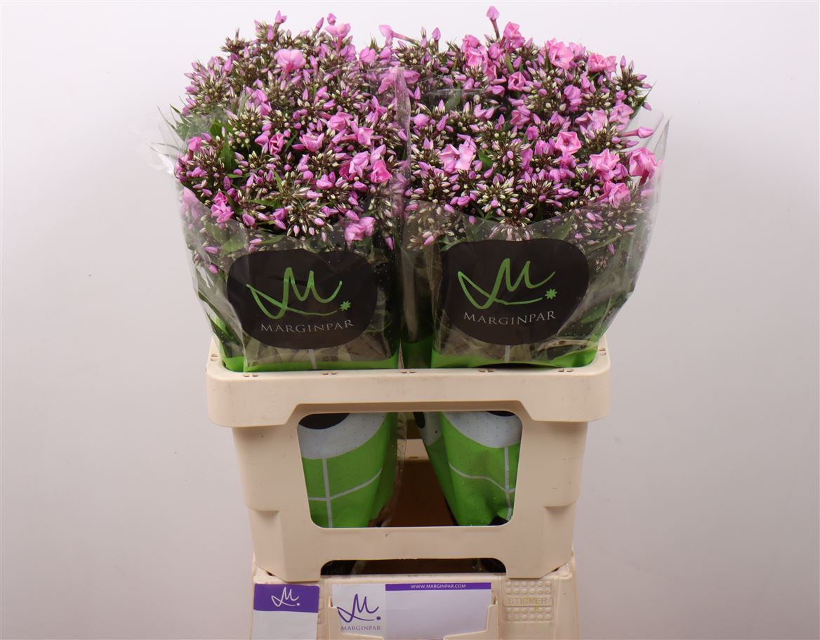 Phlox Pink Eyes