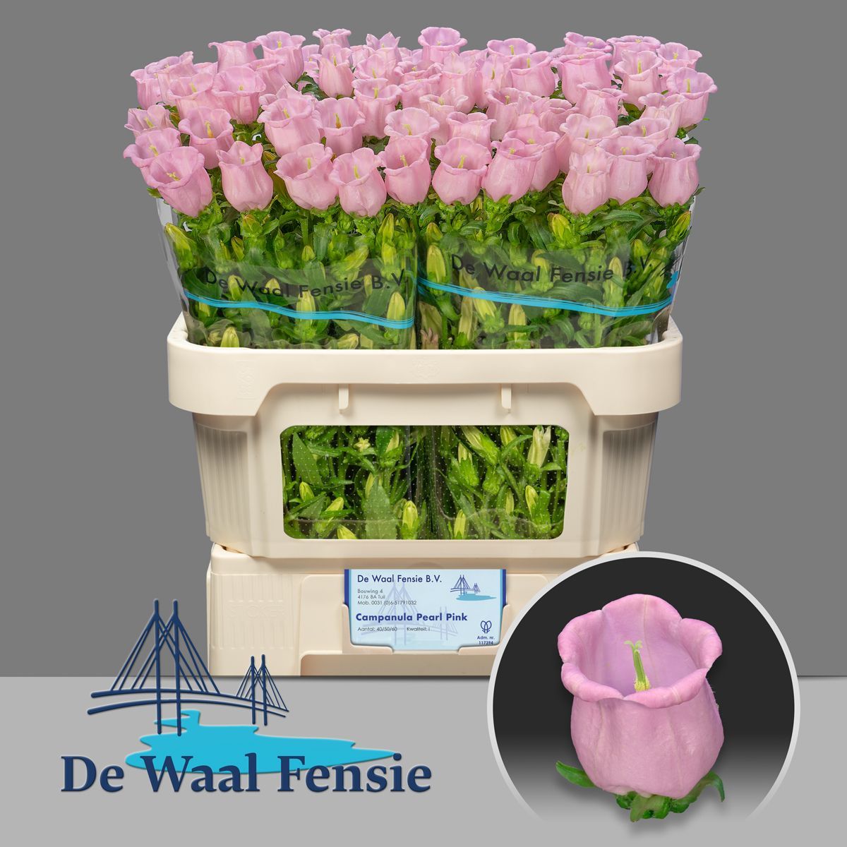 Bellflower - Campanula - Pearl Pink