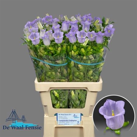 Bellflower - Campanula - Champion Lavender