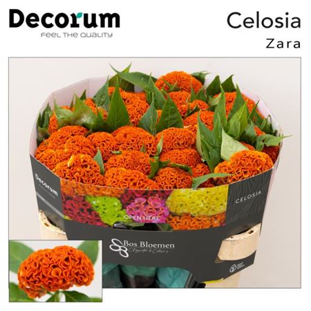 Celosia Act Zara