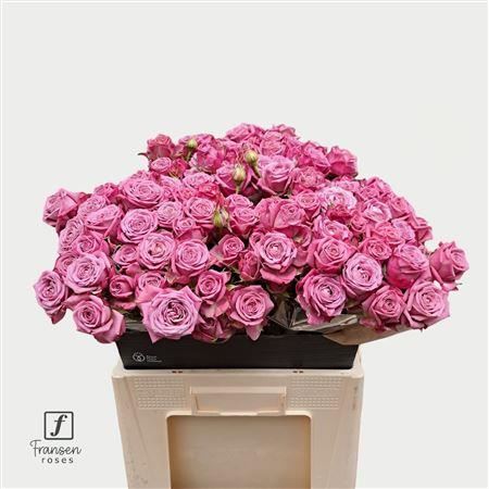 Spray Rose Purple Queen