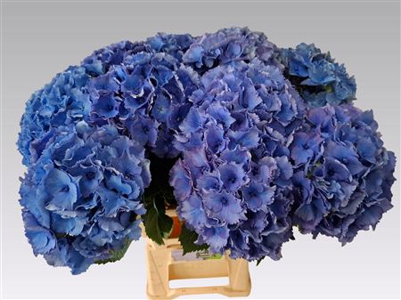 Hydrangea Royal Parade