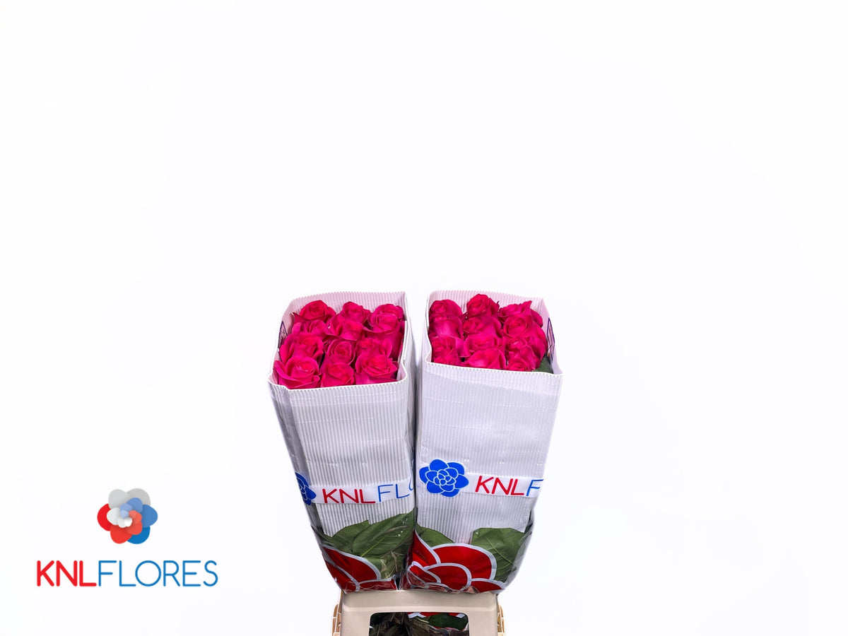 Rose - Rosa - Pink Floyd