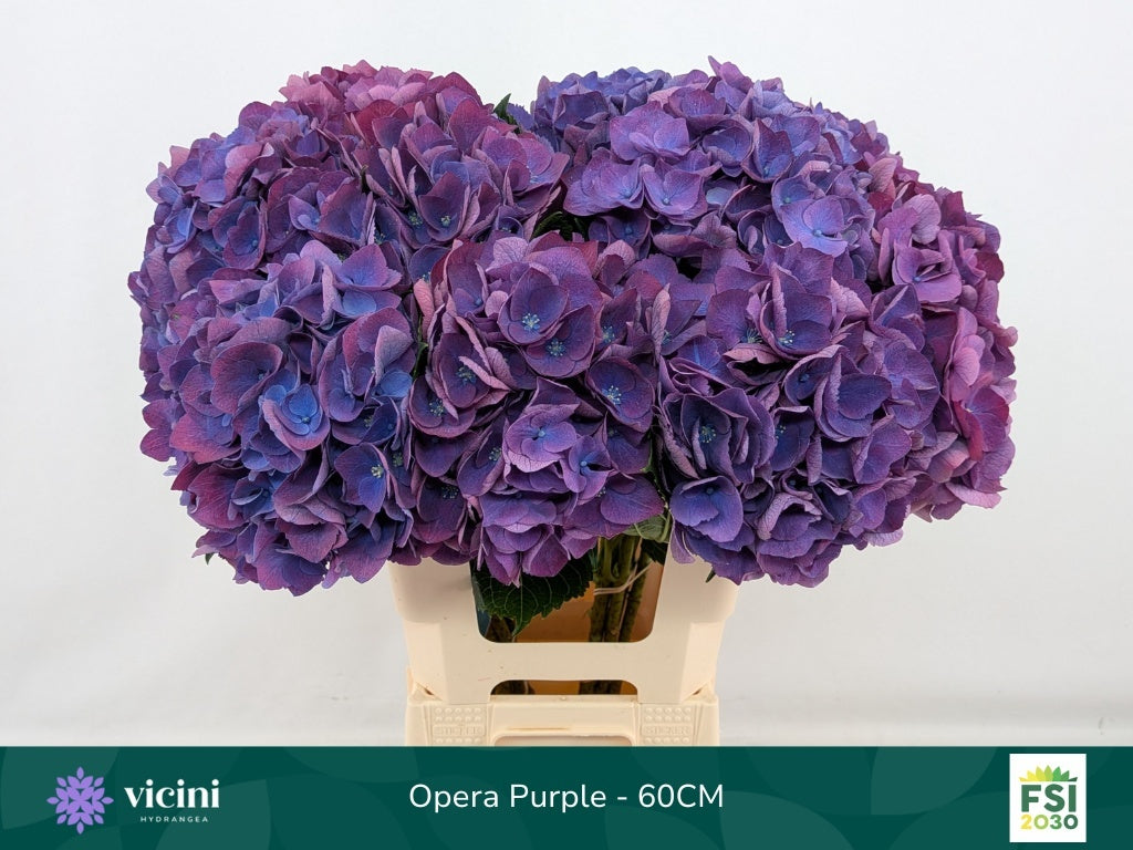 Hydrangea - Royal Opera