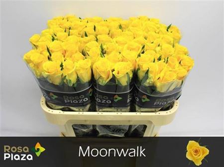 Rose Moonwalk