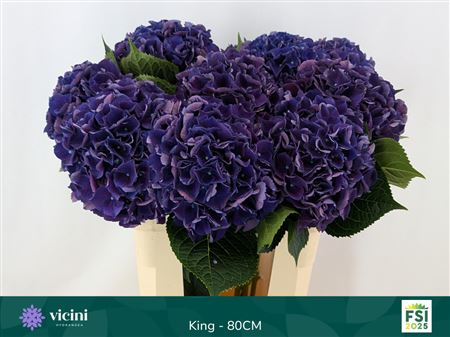 Hydrangea Royal King