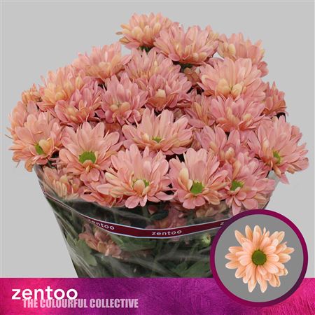Chrysanthemum Spray Katinka Salmon