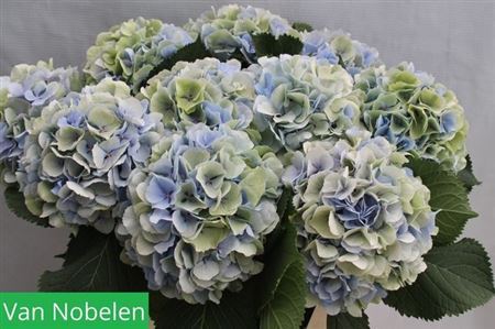 Hydrangea Verena Blue