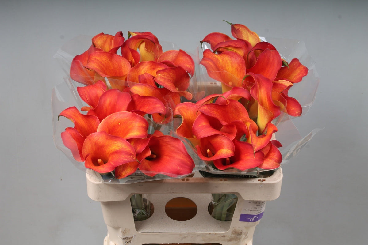 Calla Lily Captain Trinity