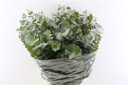 Eucalyptus Cinerea