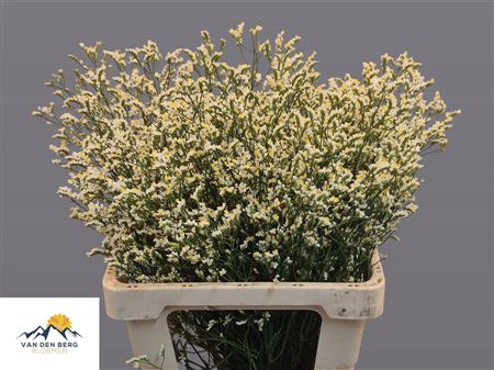 Limonium Clear Diamond