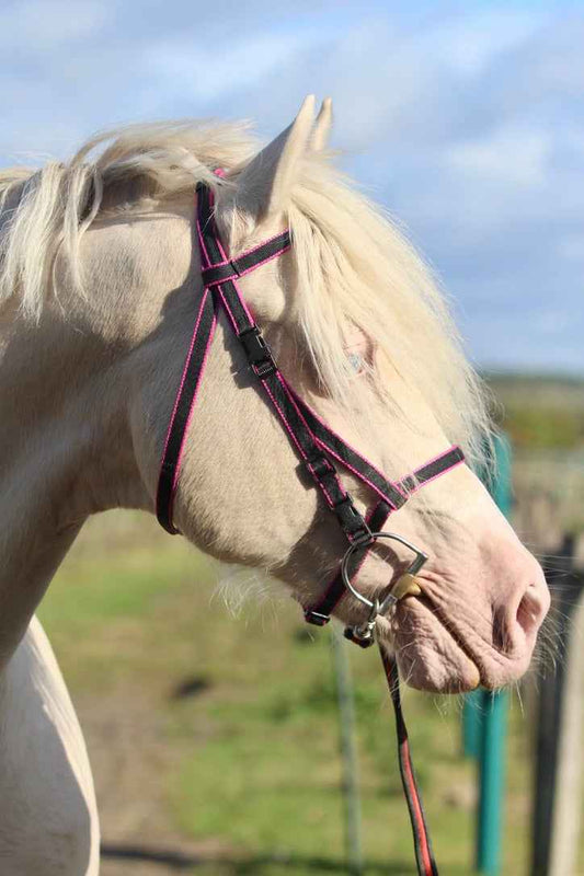 Click Bridle including Reins