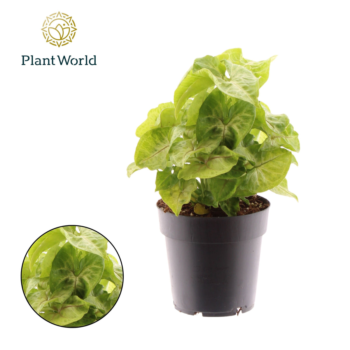 Syngonium Golden Feel Green