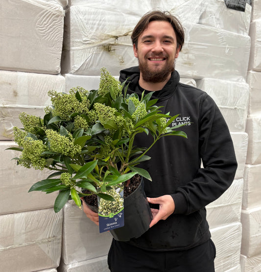 Skimmia Ã— confusa 'Kew Green' 2L / 5L