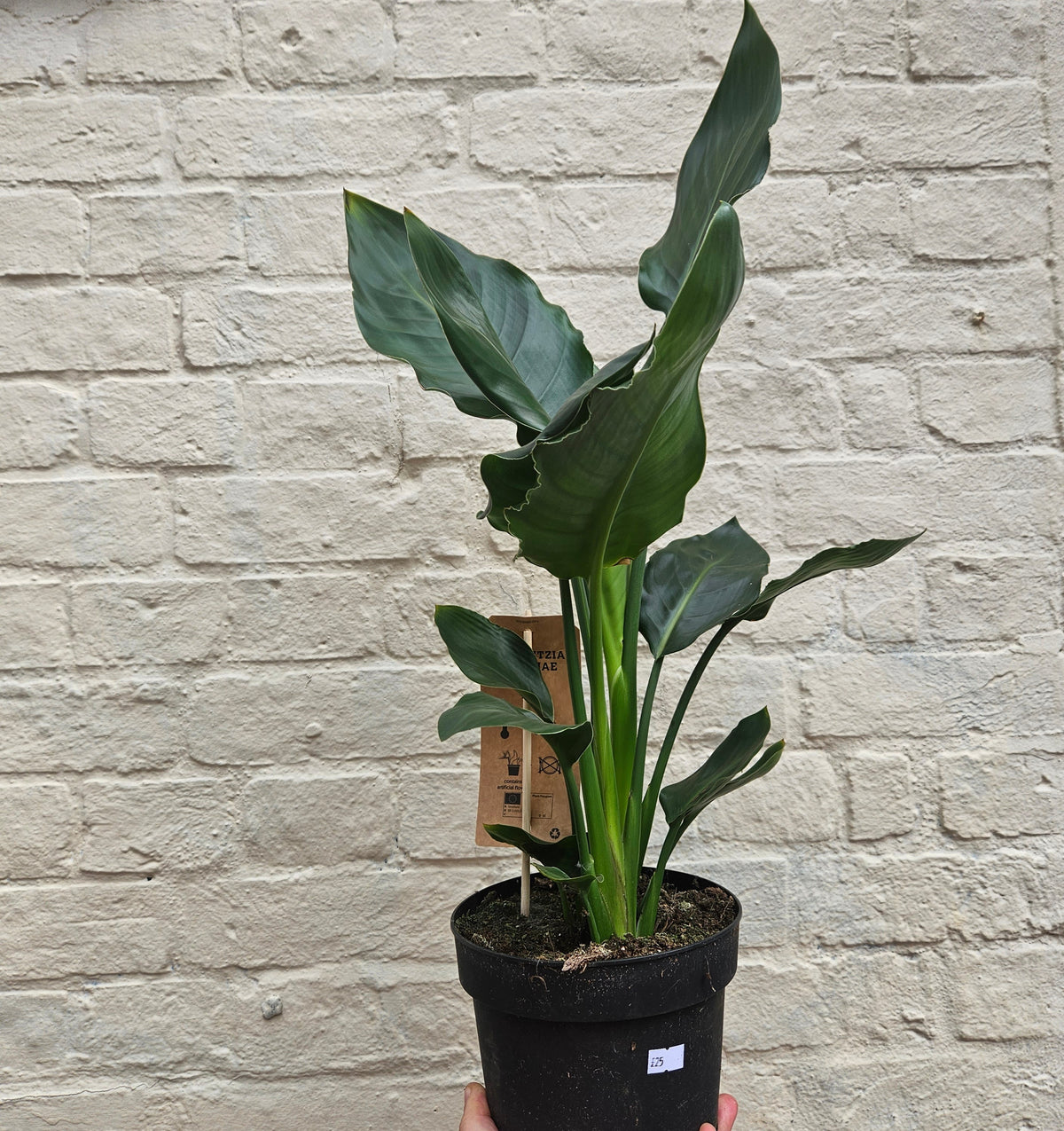 Strelitzia reginae (Orange Bird of Paradise)
