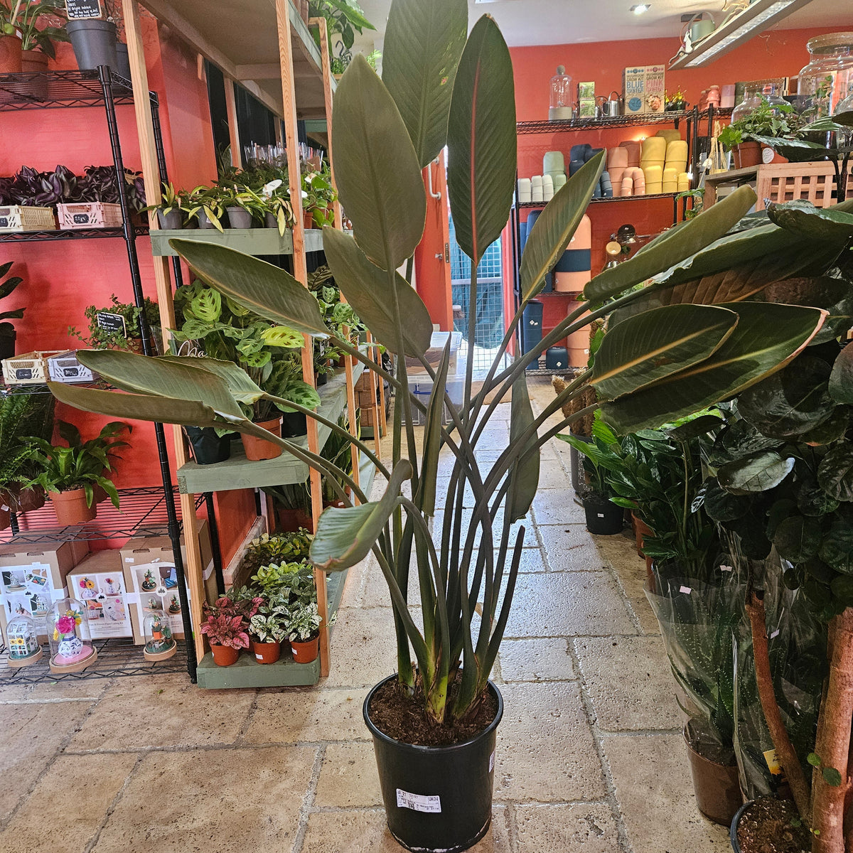 Strelitzia reginae (Orange Bird of Paradise)
