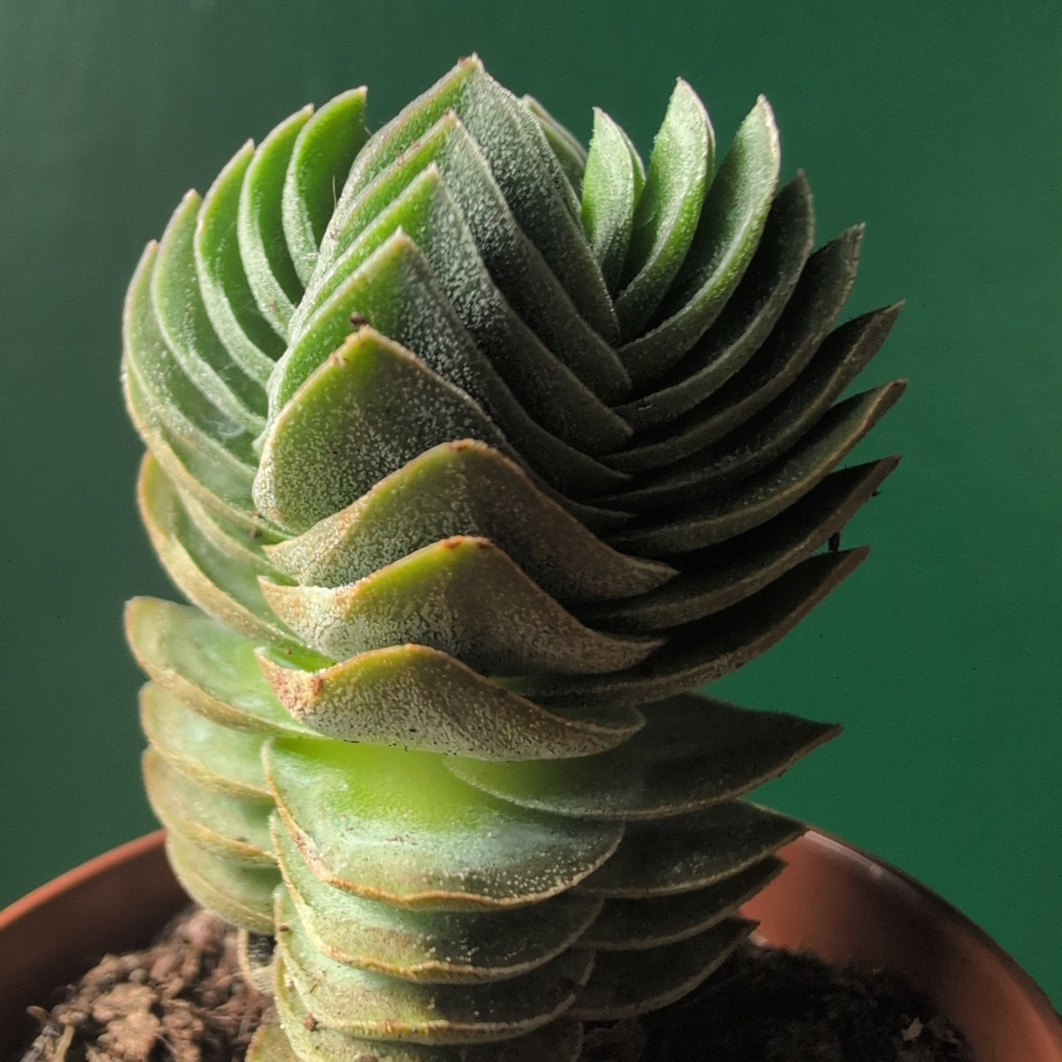 Crassula 'Buddhas Temple'