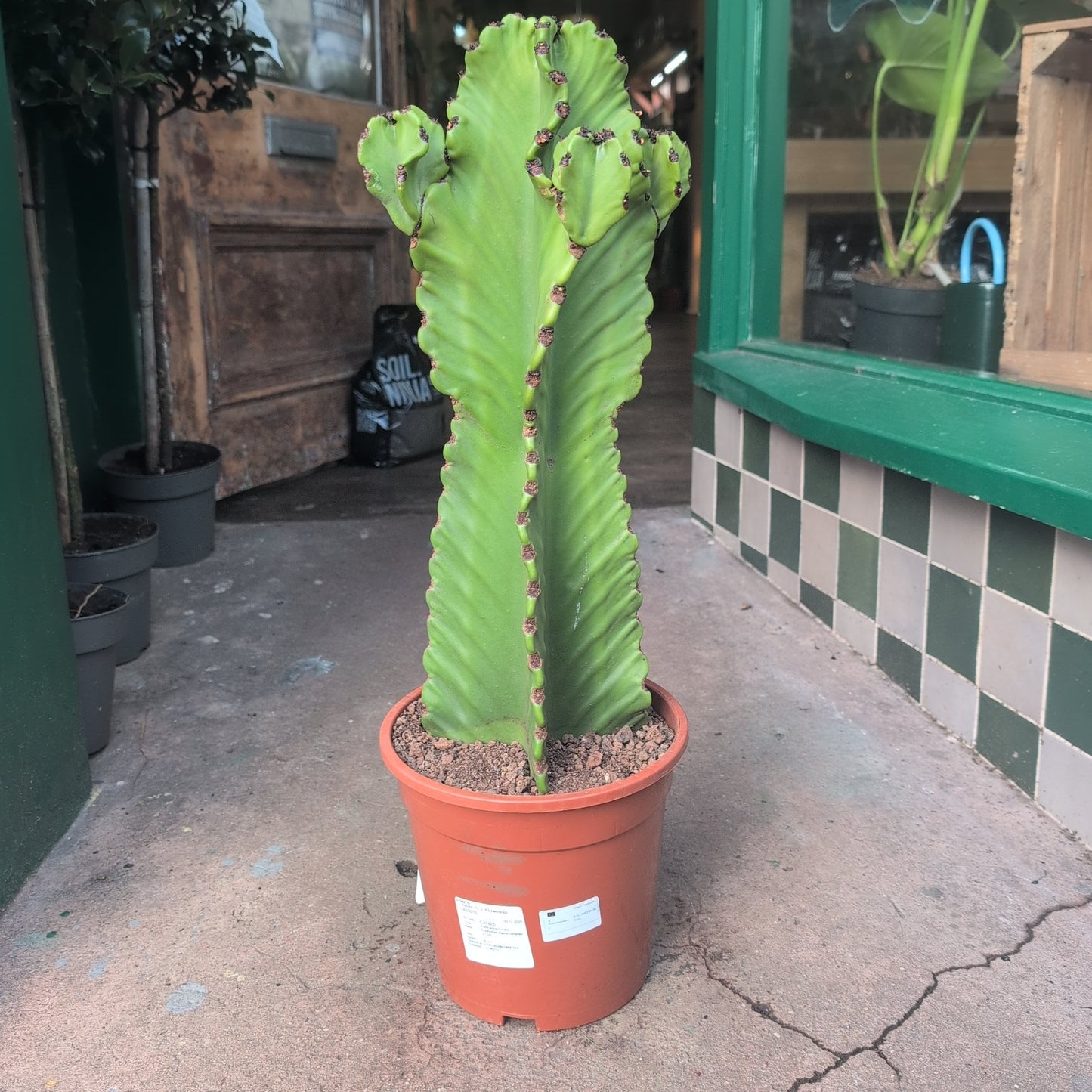 Euphorbia ingens 'Canarias' (Cowboy cactus)