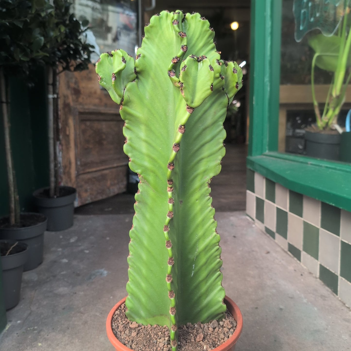 Euphorbia ingens 'Canarias' (Cowboy cactus)