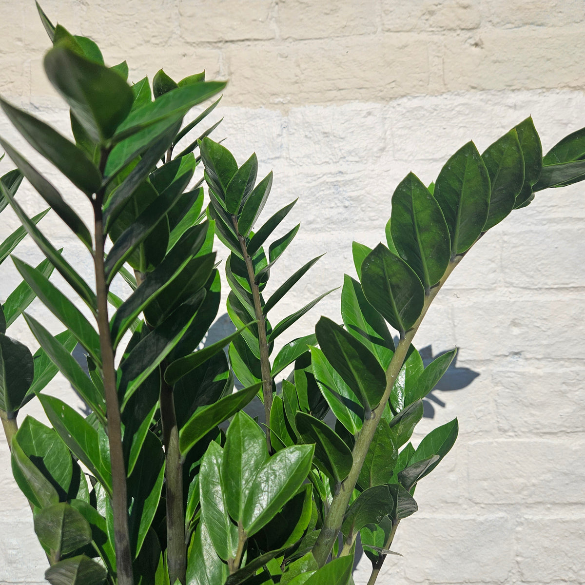Zamioculcas zamiifolia (ZZ Plant)