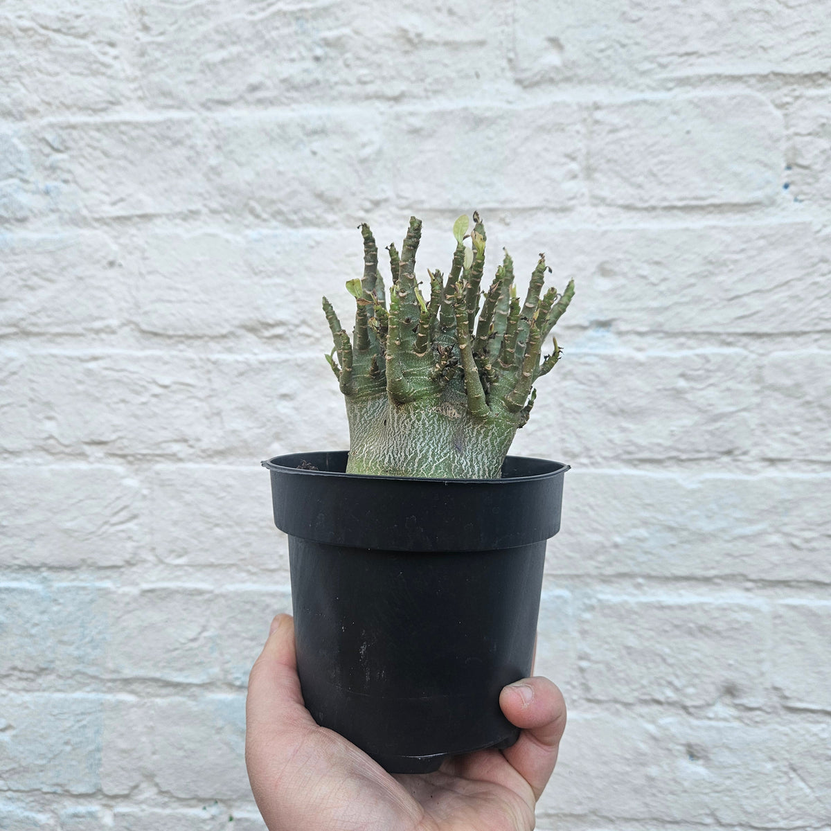 Adenium obesum 'Baobab' (Desert Rose)
