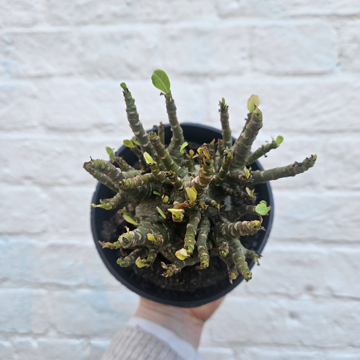 Adenium obesum 'Baobab' (Desert Rose)