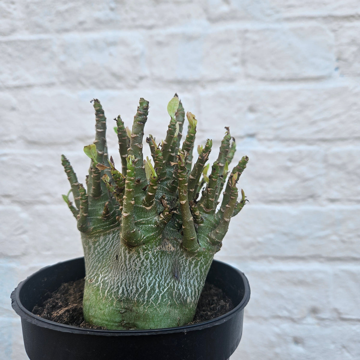 Adenium obesum 'Baobab' (Desert Rose)
