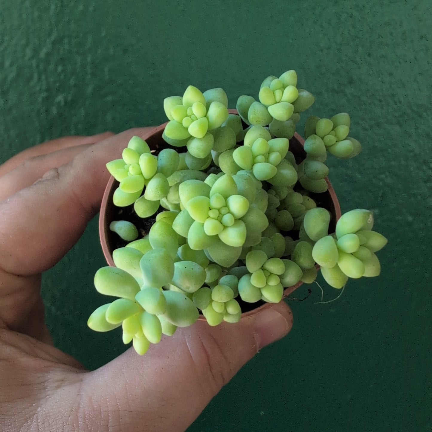 Sedum morganianum 'Burrito'  (Donkey Tail)