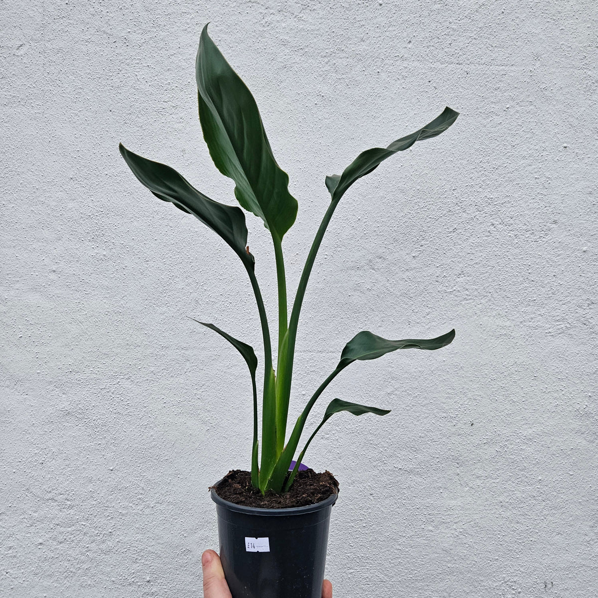 Strelitzia reginae (Orange Bird of Paradise)