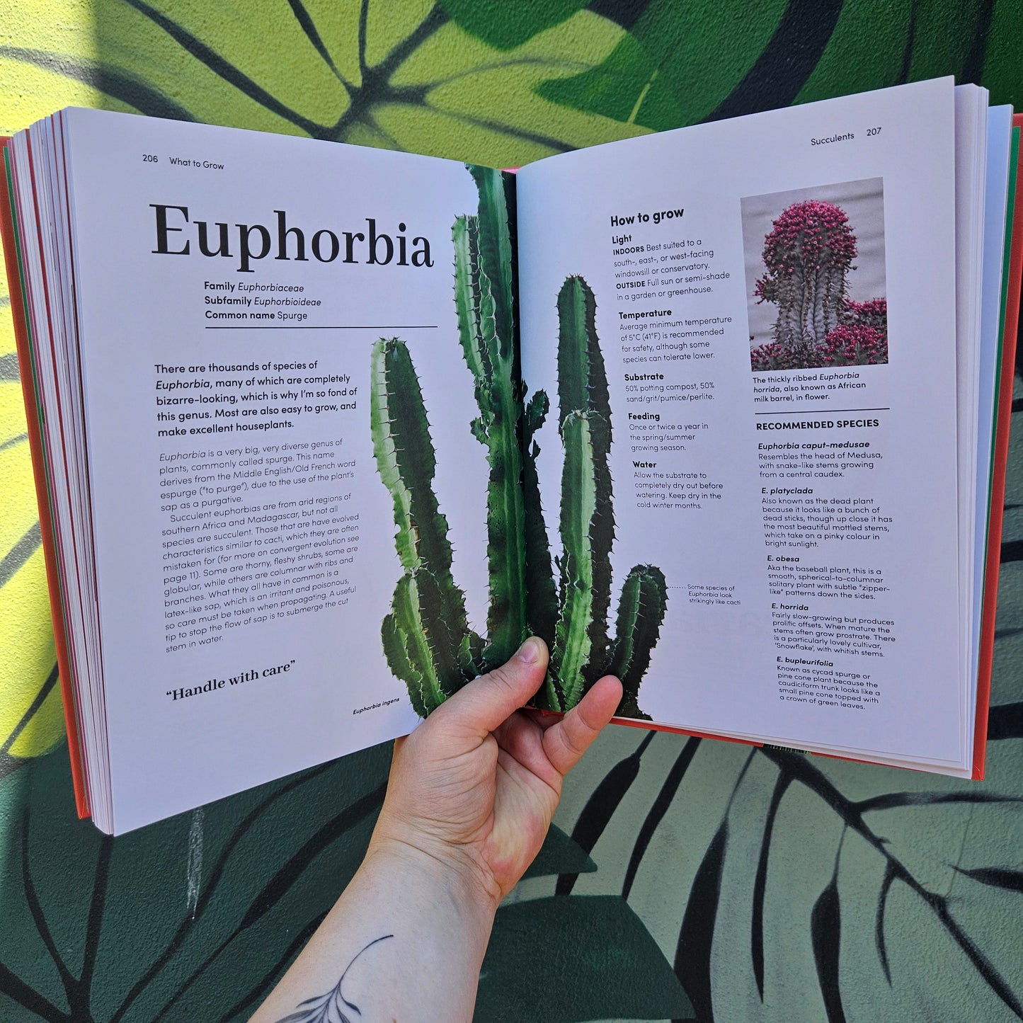 Cacti and Succulents by Sarah Gerrard-Jones