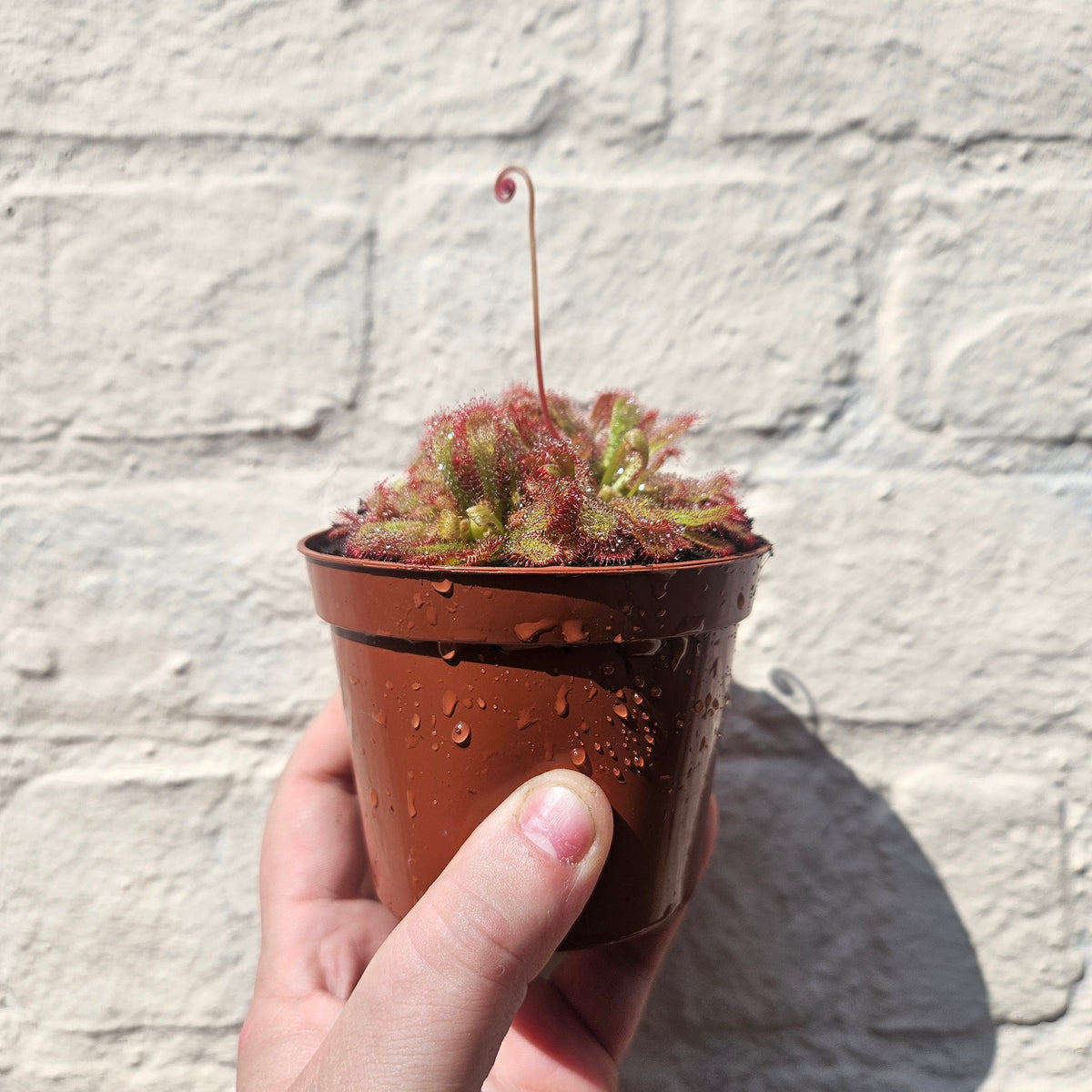 Drosera aliciae (Alice's sundew)