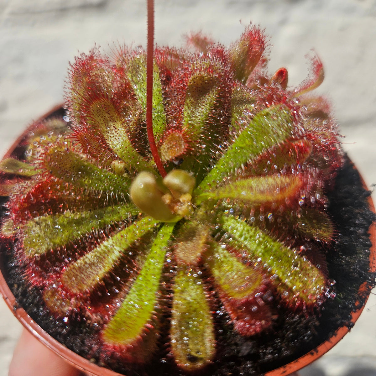 Drosera aliciae (Alice's sundew)