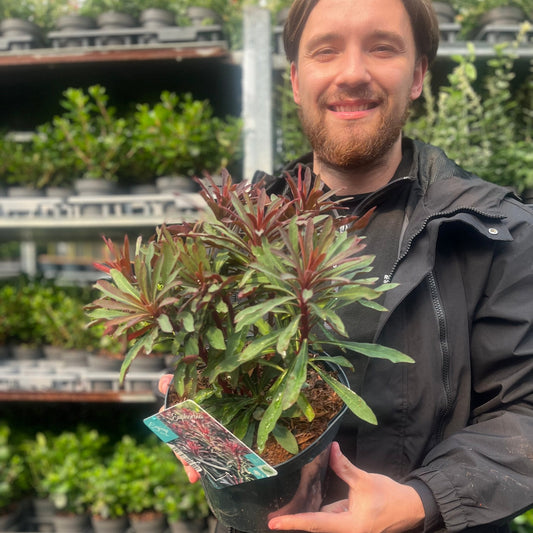Euphorbia 'Miners Merlot' 9cm/2L
