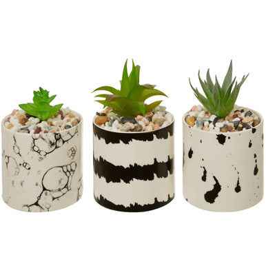 Mimo Set Of 3 White And Black Succulents