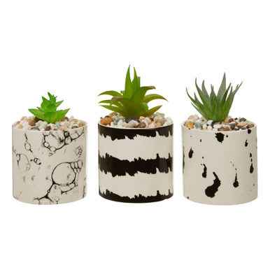 Mimo Set Of 3 White And Black Succulents