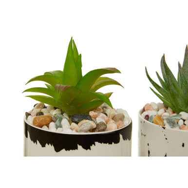 Mimo Set Of 3 White And Black Succulents