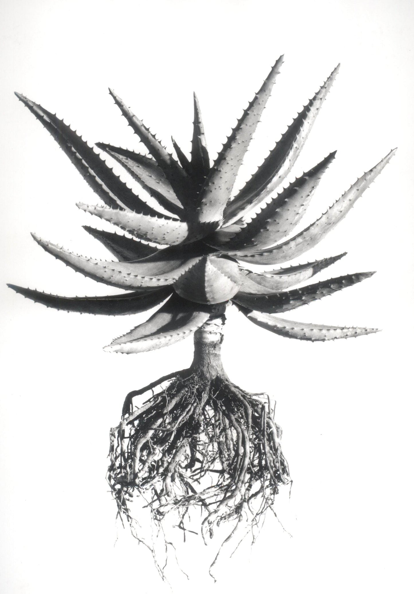 David Ballam - Aloe 14